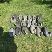 IMG_2382.jpeg