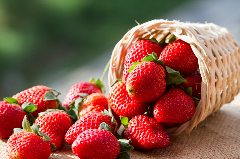 Des fraises de serre cultivées à Sorel-Tracy enfin disponibles - SorelTracy  Magazine